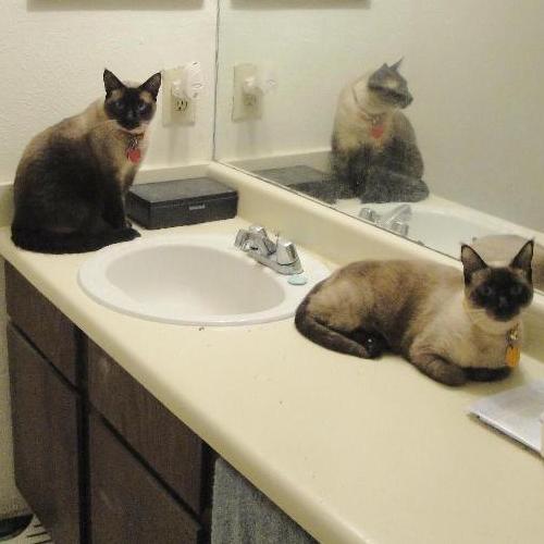 Isis &amp; Osiris, my rescued / adopted family