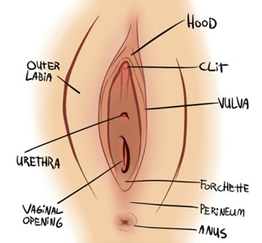 vagina diagram